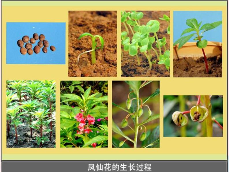 三年级科学下册第一单元植物的生长变化6开花了结果了课件教科版02