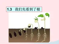 三年级科学下册第一单元植物的生长变化3我们先看到了根课件2教科版