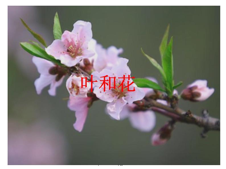 苏教版(三起)三年级下册科学第二单元3、叶和花-课件第1页