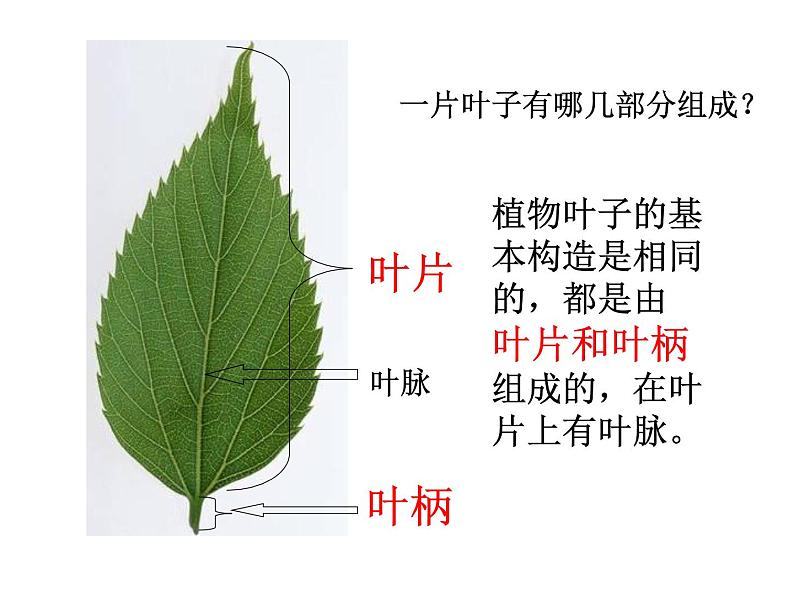 苏教版(三起)三年级下册科学第二单元3、叶和花-课件第2页