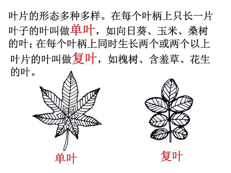 苏教版(三起)三年级下册科学第二单元3、叶和花-课件第3页