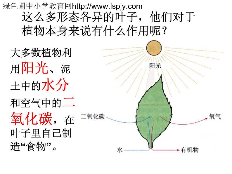 苏教版(三起)三年级下册科学第二单元3、叶和花-课件第5页