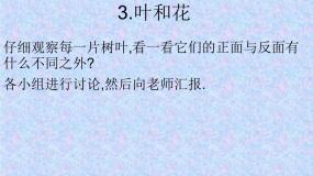 小学科学苏教版三年级下册3.叶和花背景图ppt课件