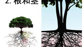 三年级下册2.根和茎教学演示ppt课件