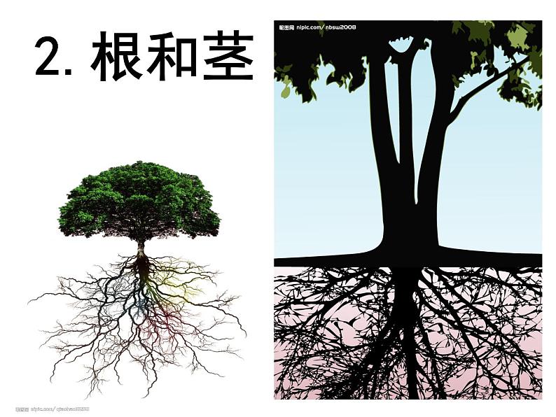 苏教版(三起)三年级下册科学第二单元2、根和茎 课件01