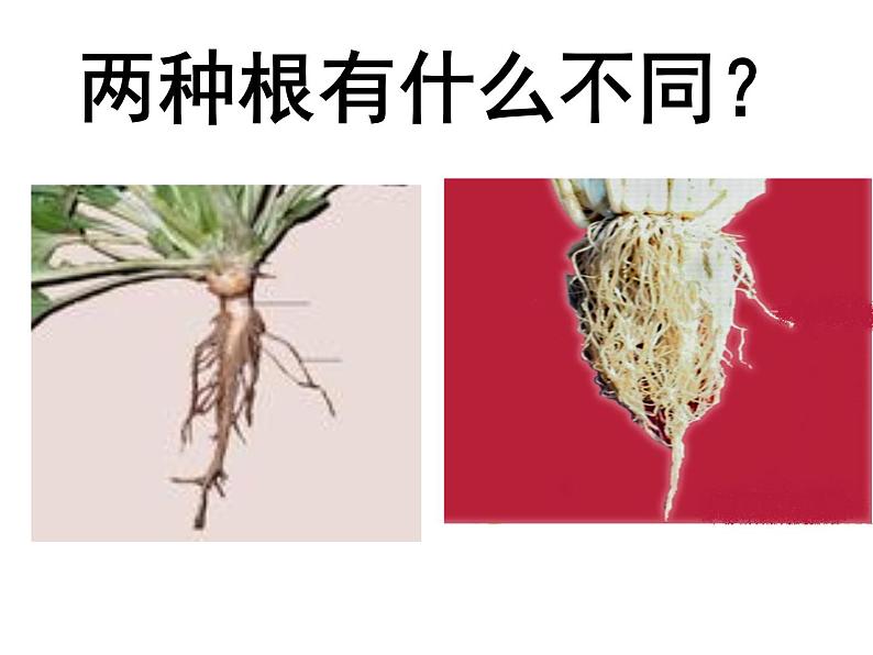 苏教版(三起)三年级下册科学第二单元2、根和茎 课件02