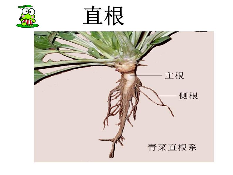 苏教版(三起)三年级下册科学第二单元2、根和茎 课件03
