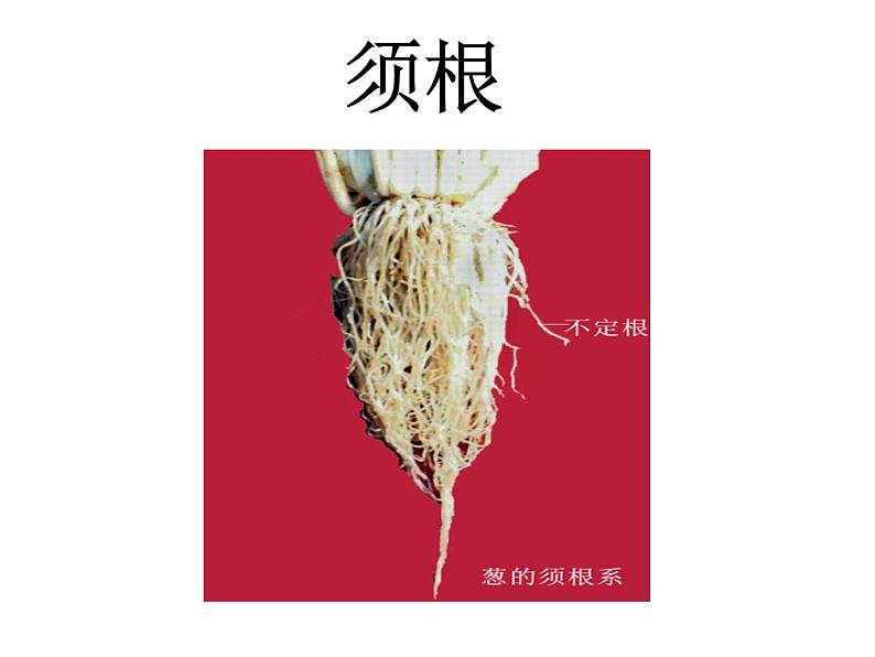 苏教版(三起)三年级下册科学第二单元2、根和茎 课件04
