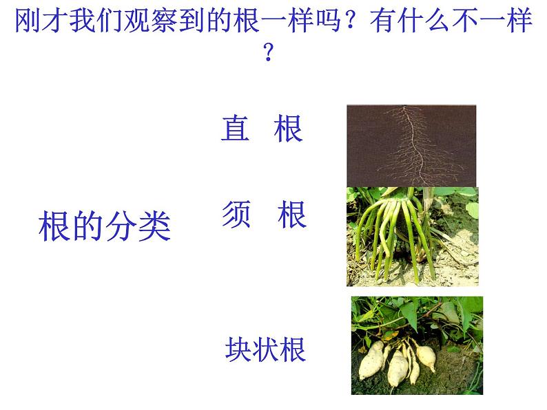 苏教版(三起)三年级下册科学第二单元2、根和茎 课件05