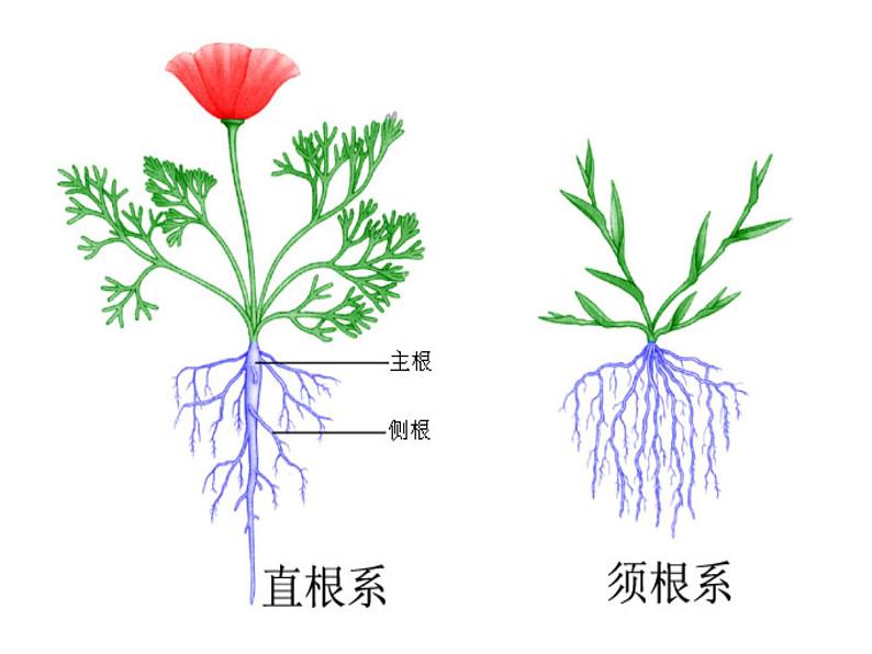 苏教版(三起)三年级下册科学第二单元2、根和茎 课件06