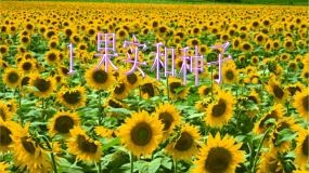小学科学苏教版三年级下册第二单元 植物的一生1果实和种子教学演示课件ppt