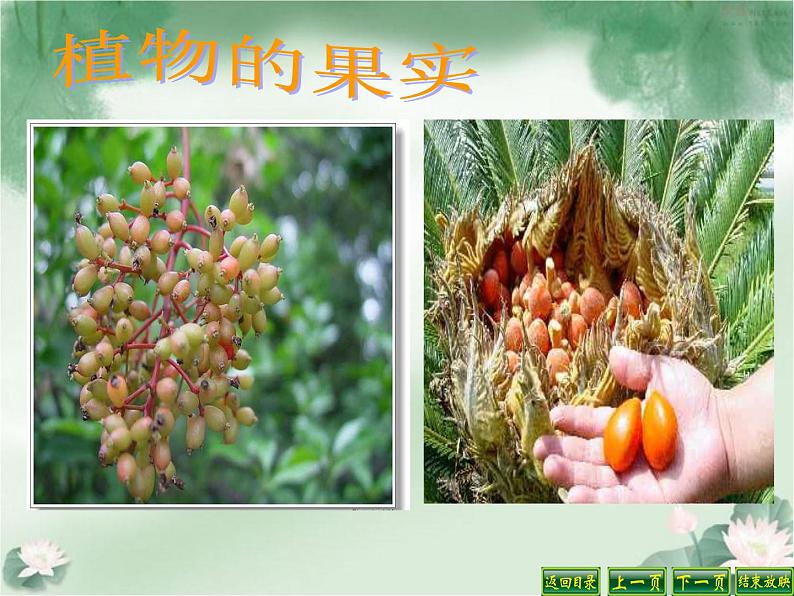 苏教版(三起)三年级下册科学第二单元1、果实和种子第3页