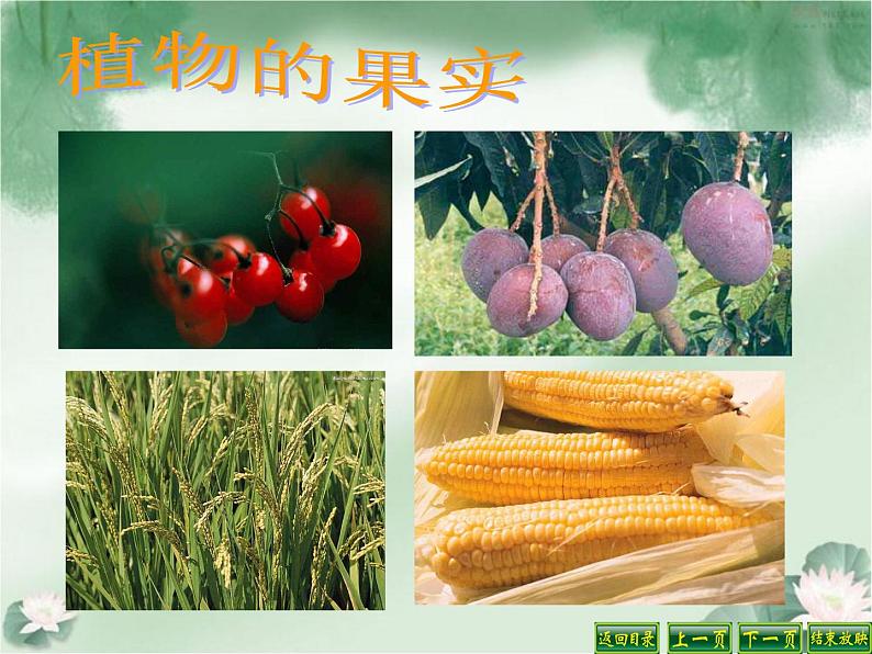 苏教版(三起)三年级下册科学第二单元1、果实和种子第4页
