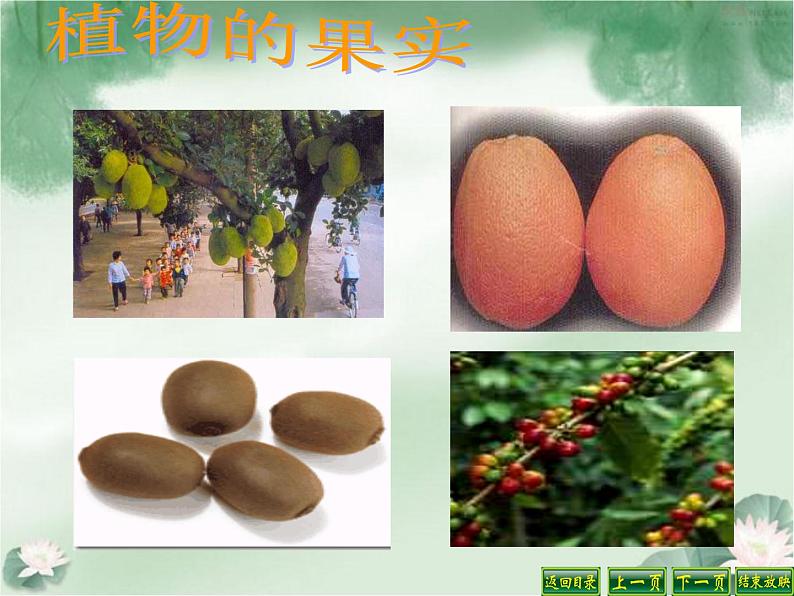 苏教版(三起)三年级下册科学第二单元1、果实和种子第5页