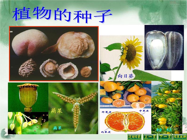 苏教版(三起)三年级下册科学第二单元1、果实和种子第7页