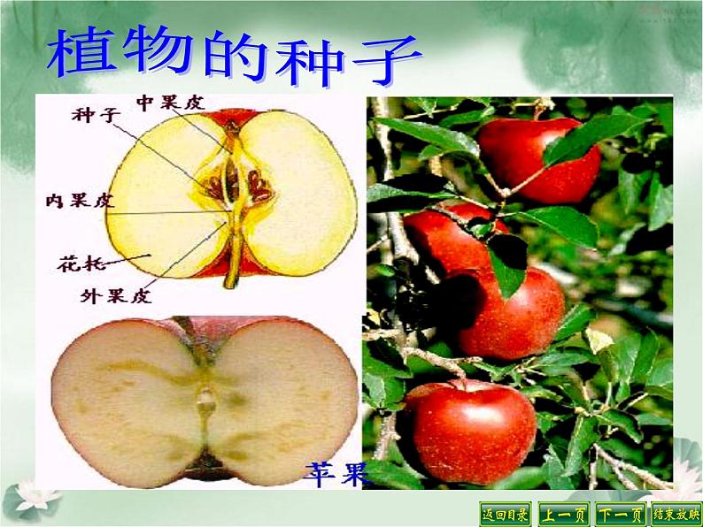 苏教版(三起)三年级下册科学第二单元1、果实和种子第8页