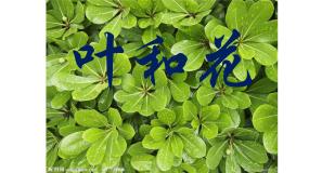 小学科学苏教版三年级下册3.叶和花教学演示ppt课件