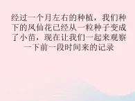 三年级科学下册第一单元植物的生长变化4种子变成了幼苗课件教科版