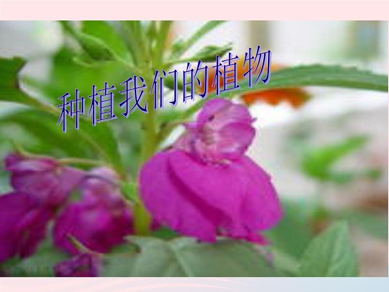 三年级科学下册第一单元植物的生长变化2种植我们的植物课件5教科版01