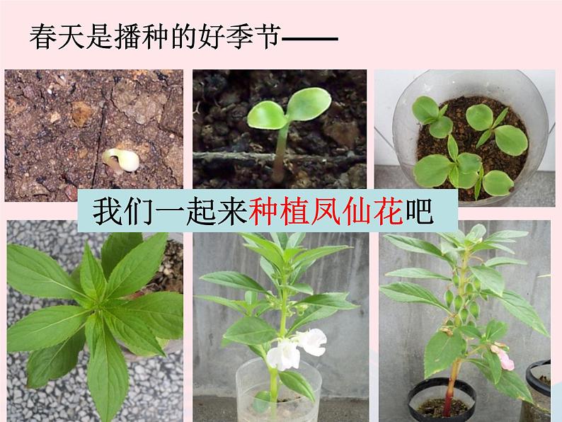 三年级科学下册第一单元植物的生长变化2种植我们的植物课件5教科版02