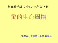 教科版（三起）科学三年级下册第二单元5-蚕的生命周期 课件