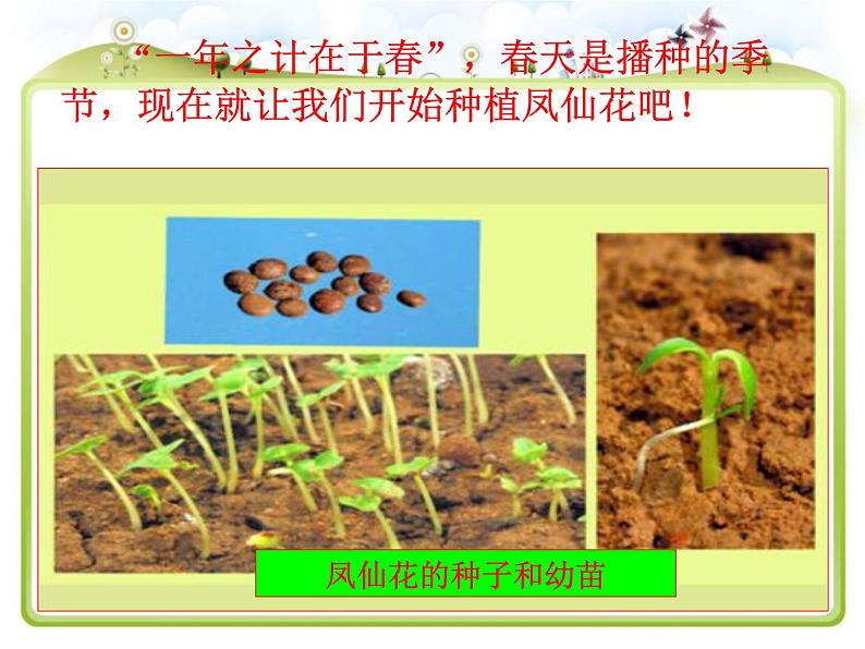 教科版(三起)科学三年级下册第一单元2、种植我们的植物 课件07