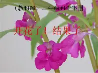 教科版（三起）科学三年级下册第一单元6、开花了结果了 课件