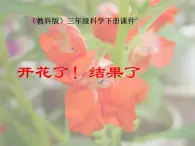 教科版（三起）科学三年级下册第一单元6、开花了-结果了 课件