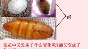 科学4.蛹变成了什么多媒体教学课件ppt