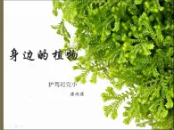 湘教版（三起）科学三年级上册第二单元1、身边的植物 课件