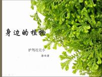 小学科学湘教版三年级上册1 身边的植物背景图课件ppt