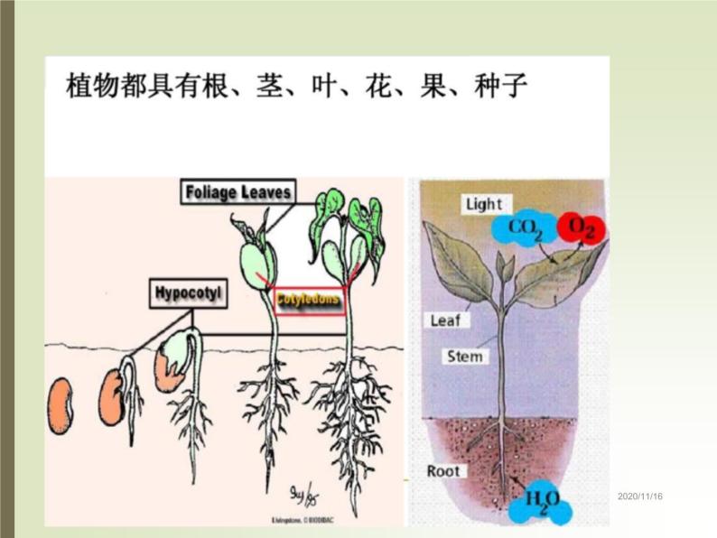 湘教版（三起）科学三年级上册第二单元1、身边的植物 课件04