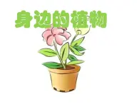 湘教版（三起）科学三年级上册第二单元1-身边的植物 课件