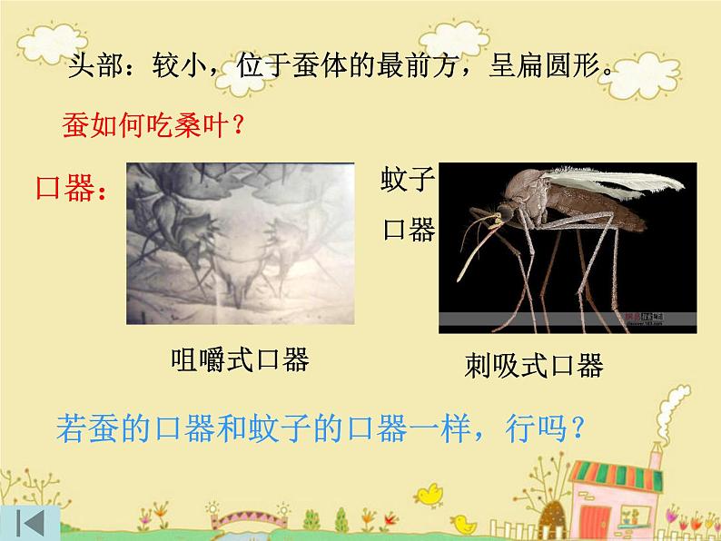 教科版(三起)科学三年级下册第二单元2、蚕的生长变化 课件05