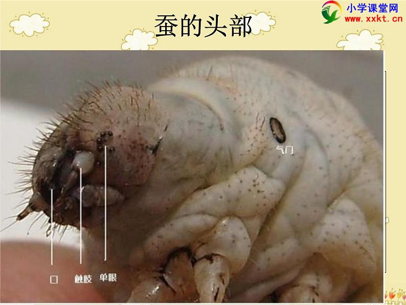 教科版(三起)科学三年级下册第二单元2、蚕的生长变化 课件06