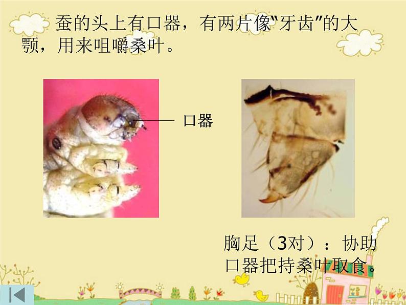教科版(三起)科学三年级下册第二单元2、蚕的生长变化 课件07