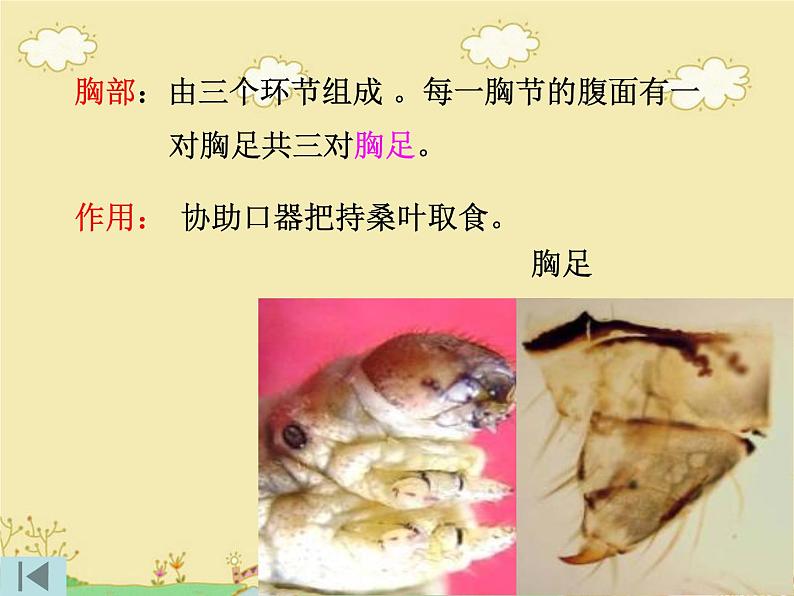 教科版(三起)科学三年级下册第二单元2、蚕的生长变化 课件08