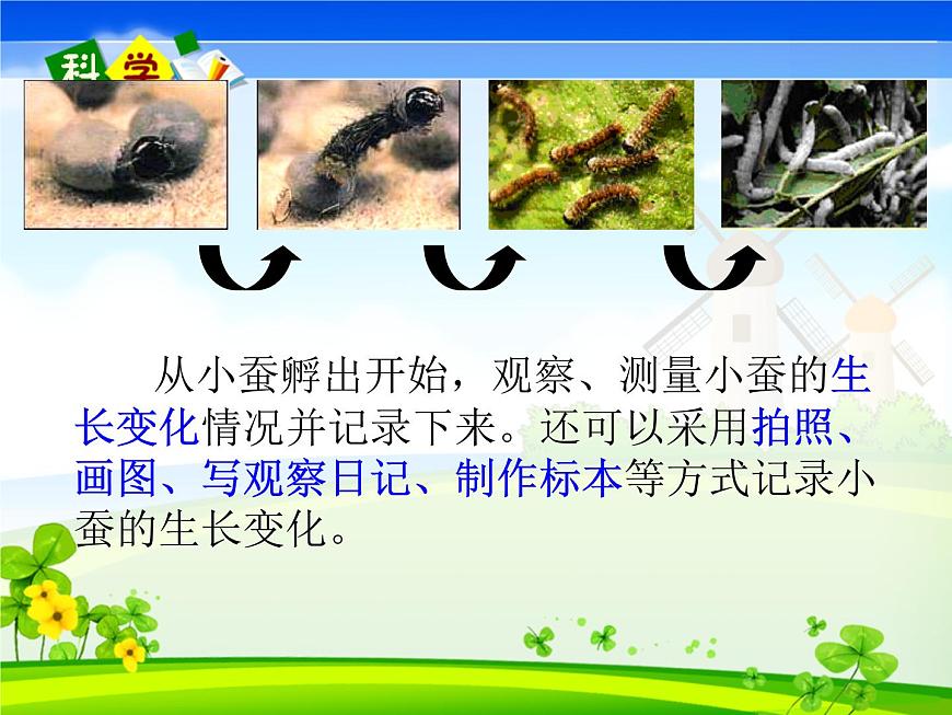 教科版(三起)科學(xué)三年級下冊第二單元2-蠶的生長變化第3頁
