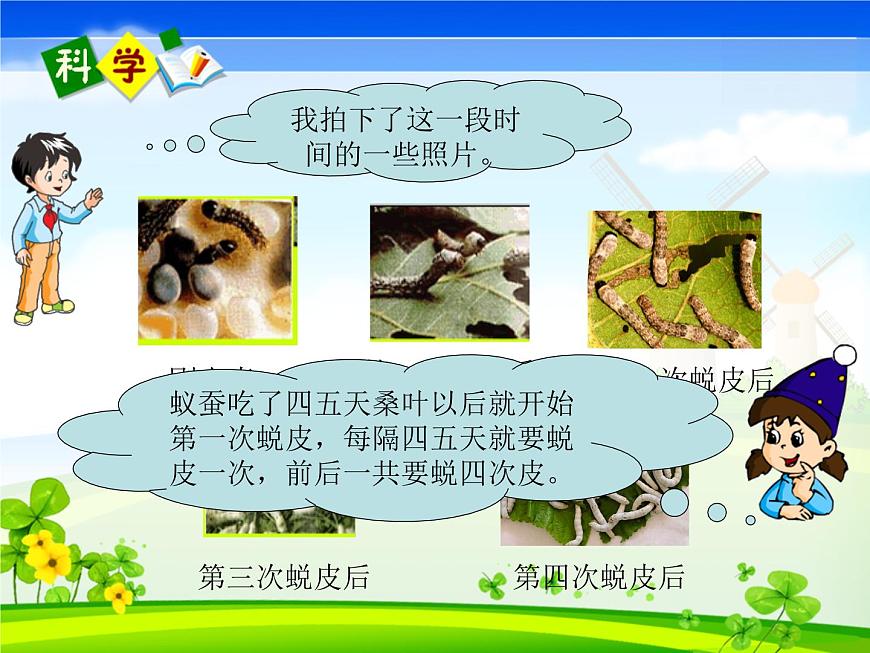 教科版(三起)科學(xué)三年級下冊第二單元2-蠶的生長變化第4頁