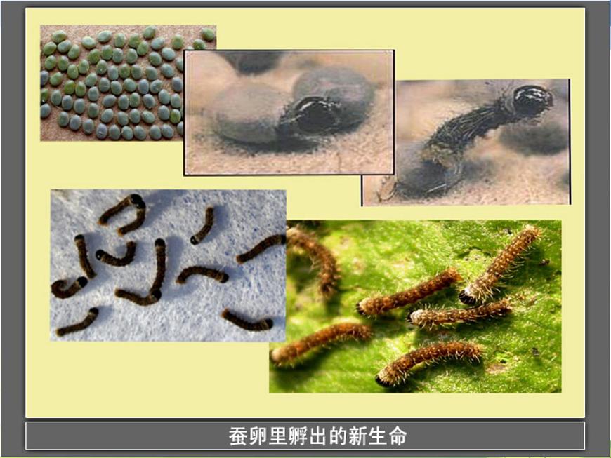 教科版(三起)科學(xué)三年級下冊第二單元2-蠶的生長變化第5頁