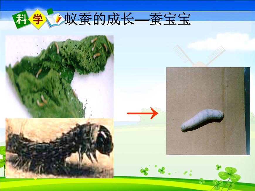 教科版(三起)科學(xué)三年級下冊第二單元2-蠶的生長變化第6頁