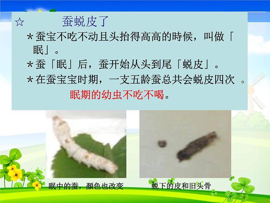 教科版(三起)科學(xué)三年級下冊第二單元2-蠶的生長變化第7頁