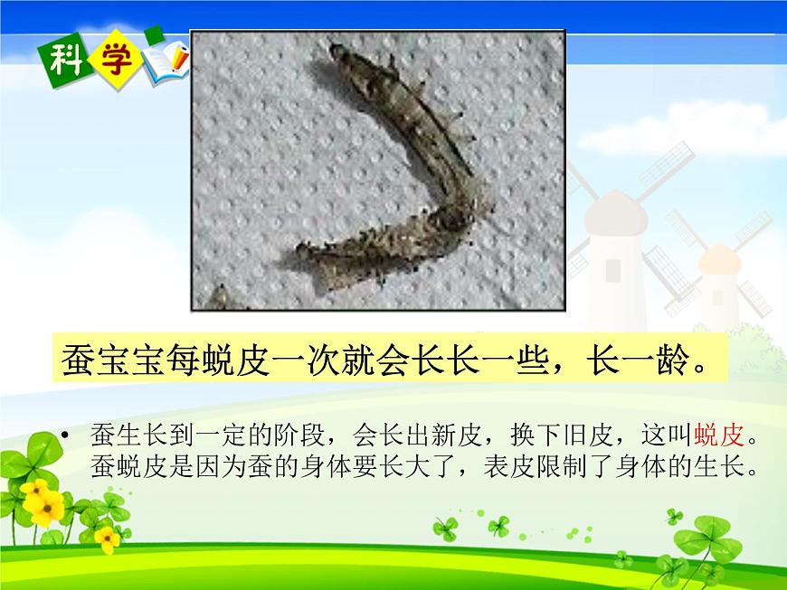 教科版(三起)科學(xué)三年級下冊第二單元2-蠶的生長變化第8頁
