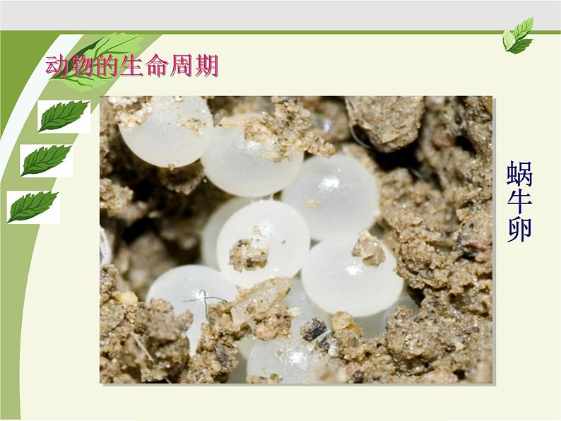 教科版(三起)科学三年级下册第二单元1、蚕卵里孵出的新生命 课件02