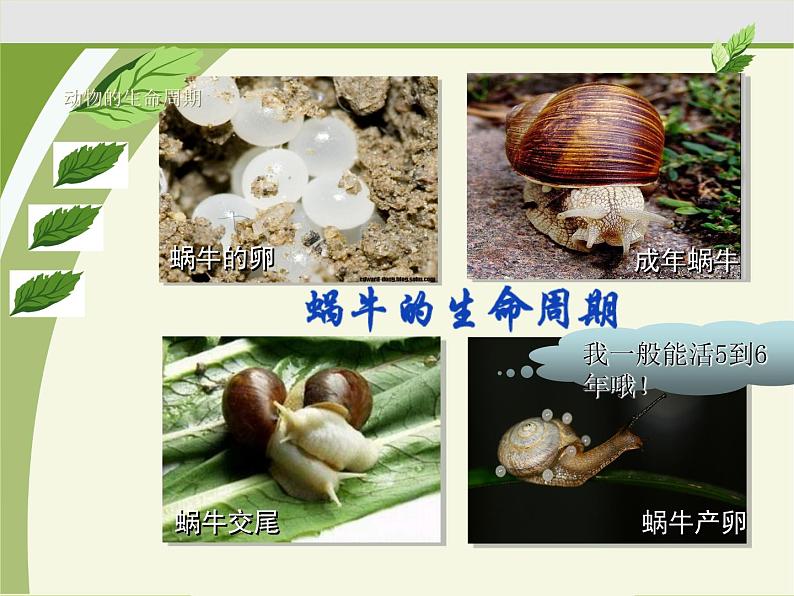 教科版(三起)科学三年级下册第二单元1、蚕卵里孵出的新生命 课件05
