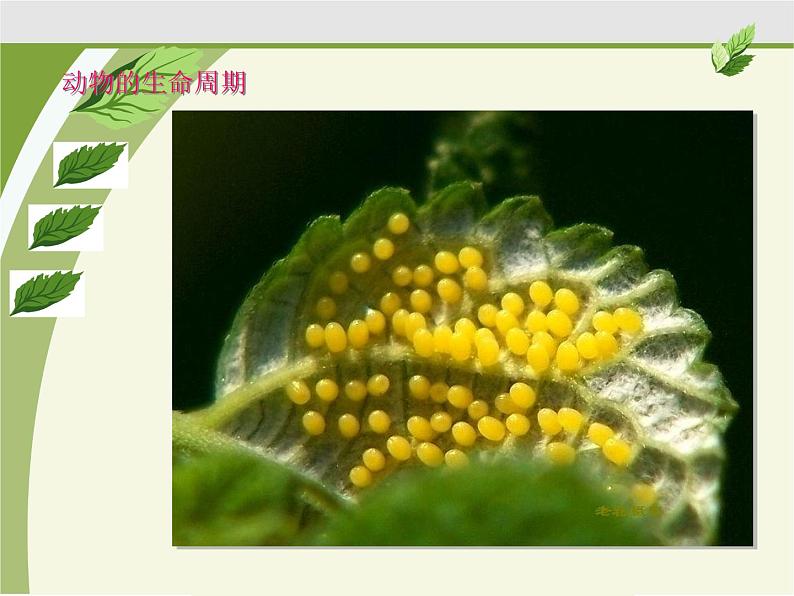教科版(三起)科学三年级下册第二单元1、蚕卵里孵出的新生命 课件06