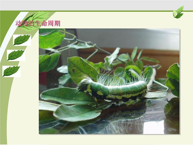 教科版(三起)科学三年级下册第二单元1、蚕卵里孵出的新生命 课件07