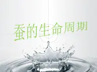 教科版（三起）科学三年级下册第二单元5、蚕的生命周期 (6)_2 课件