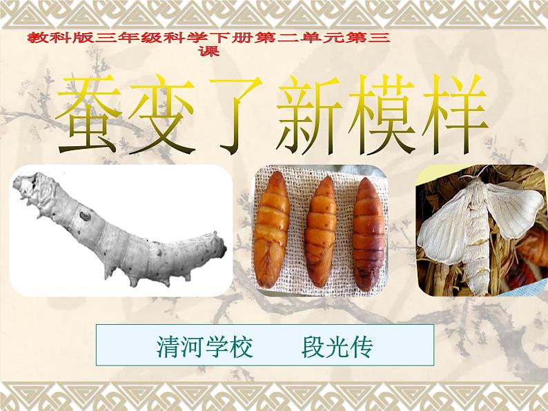 教科版(三起)科学三年级下册第二单元3-蚕变了新模样-ppt01
