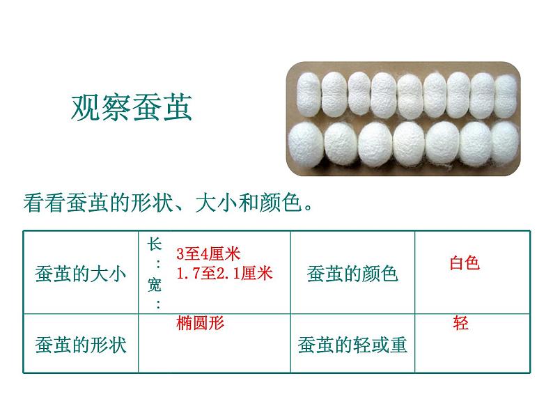 教科版(三起)科学三年级下册第二单元3-蚕变了新模样-ppt05